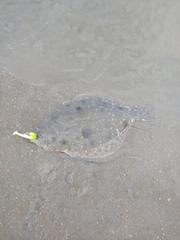 Paralichthys lethostigma