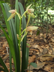 Cymbidium ensifolium