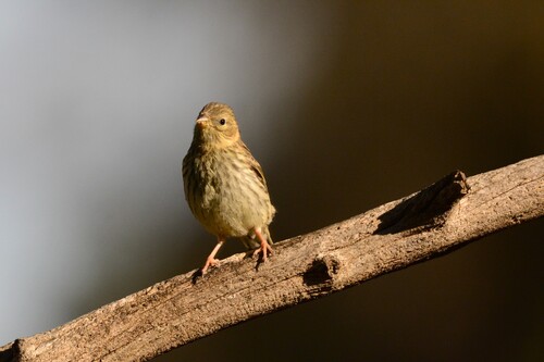 Serin cini, jeune