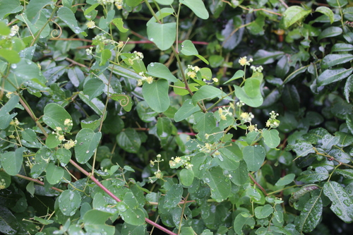 Image of Helinus integrifolius by no rights reserved