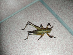 Hexacentrus fuscipes