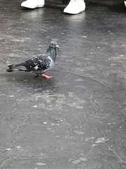 Columba livia domestica