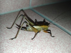 Hexacentrus fuscipes