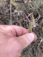 Hedeoma reverchonii