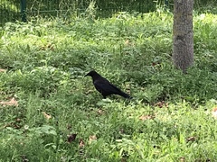 Corvus corone