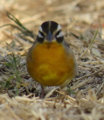 Emberiza flaviventris flaviventris