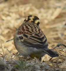 Emberiza flaviventris flaviventris