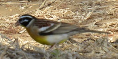 Emberiza flaviventris flaviventris