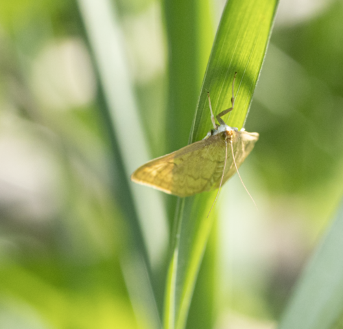 Photo of European Corn Borer Moth (Ostrinia nubilalis)