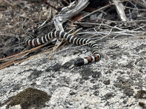 iNaturalist observation photo of California Mountain Kingsnake