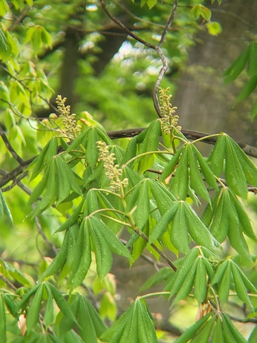 Image of Aesculus flava by (c) Brandon McCracken, some rights reserved (CC BY)