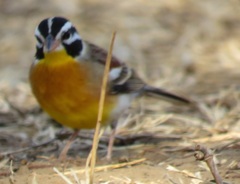Emberiza flaviventris flaviventris