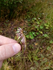 Decticus verrucivorus