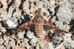 Poecilanthrax interruptus