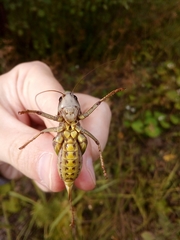 Decticus verrucivorus
