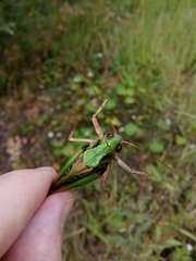 Decticus verrucivorus