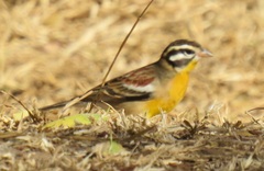 Emberiza flaviventris flaviventris
