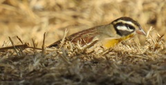 Emberiza flaviventris flaviventris