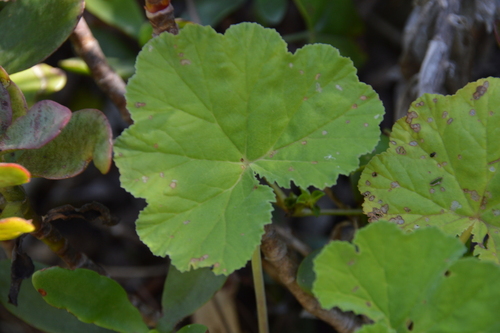 Foto de Malva-cheirosa