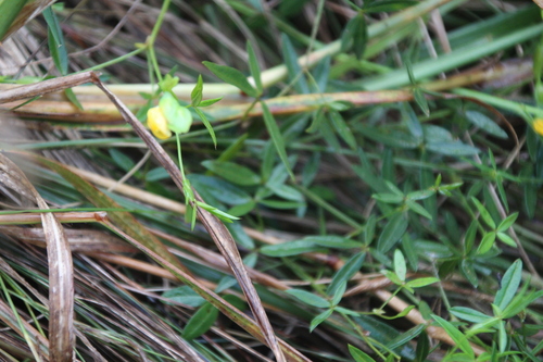 Grassveld Caterpillarbean (Zornia milneana)