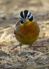 Emberiza flaviventris flaviventris