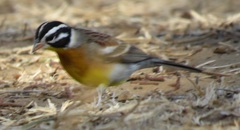 Emberiza flaviventris flaviventris