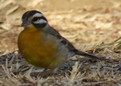 Emberiza flaviventris flaviventris