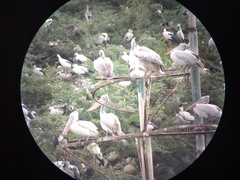 Pelecanus philippensis