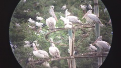 Pelecanus philippensis