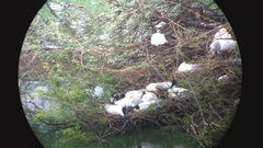 Threskiornis melanocephalus