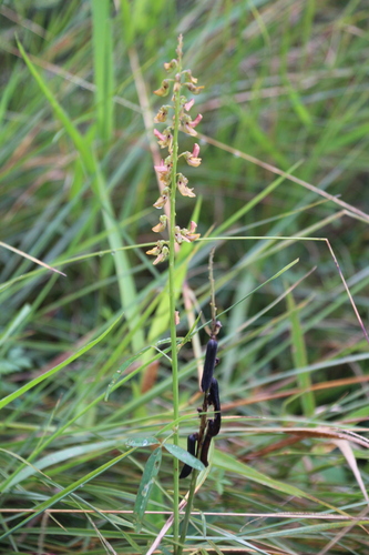 Image of Crotalaria lanceolata by no rights reserved