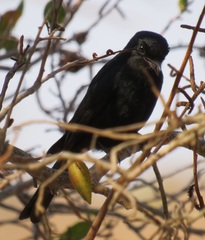 Melaenornis pammelaina ater