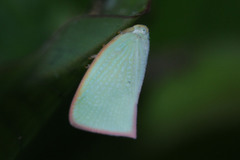 Sanurus