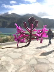 Epidendrum jamiesonis