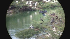 Anhinga melanogaster