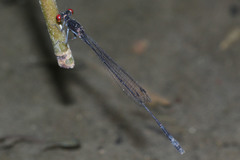 Pseudagrion pruinosum
