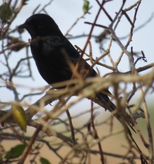 Melaenornis pammelaina ater