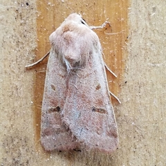 Dichagyris variabilis