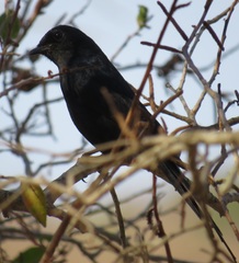 Melaenornis pammelaina ater