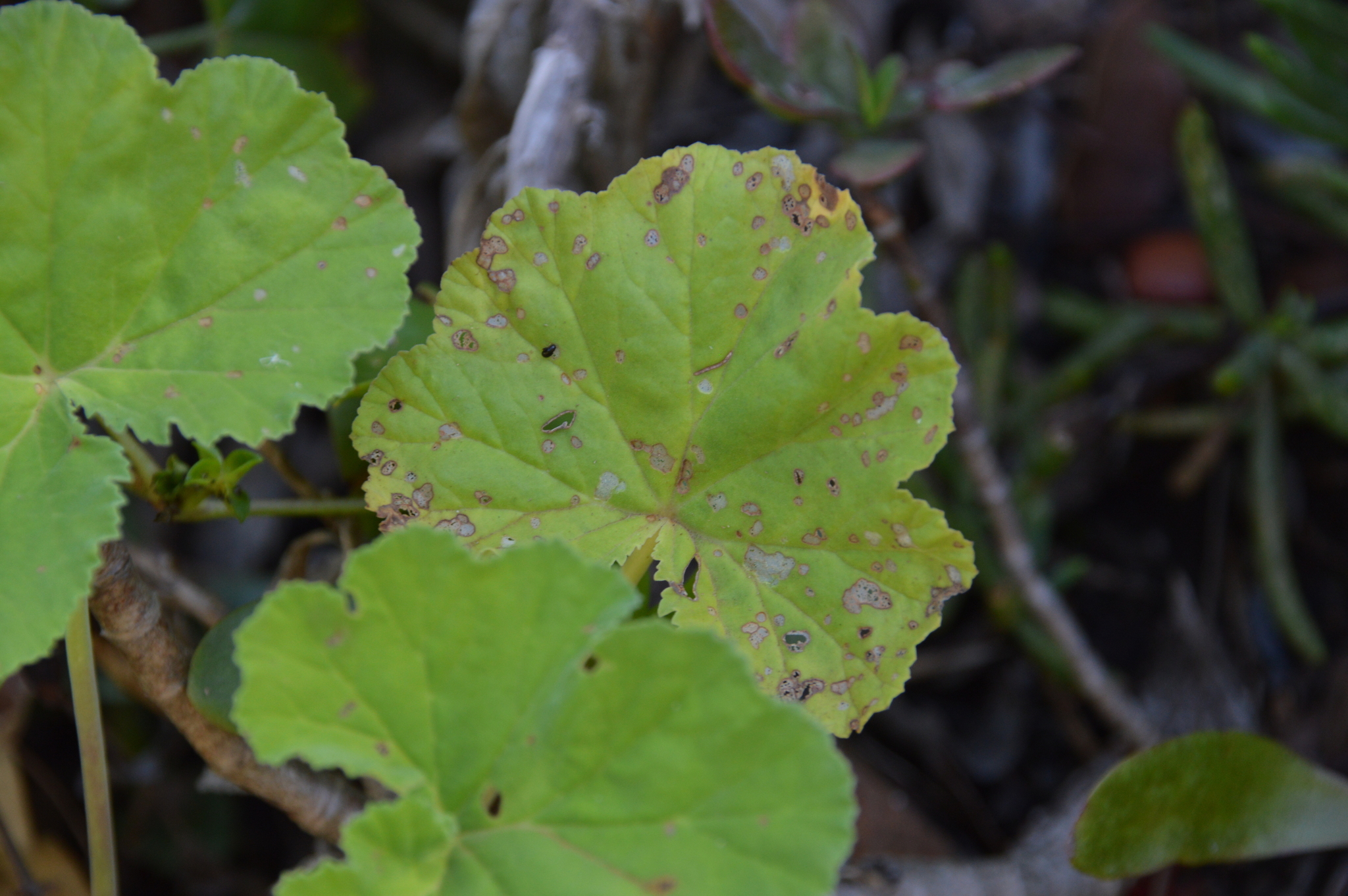Imagem de Malva-cheirosa