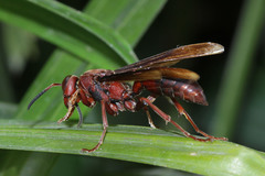 Gyrostoma