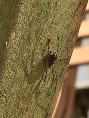 Opilio saxatilis