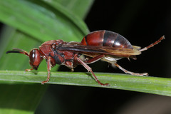 Gyrostoma