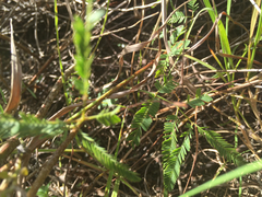Mimosa microphylla