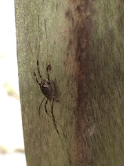 Opilio saxatilis