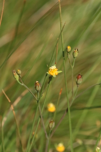 Image of Hypericum japonicum by no rights reserved