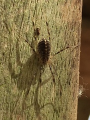Opilio saxatilis
