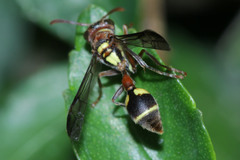 Ropalidia mathematica