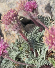 Chaenactis douglasii alpina