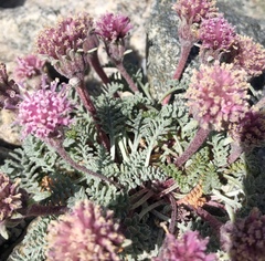 Chaenactis douglasii alpina